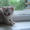  Продаются британские котята - Изображение #2, Объявление #273142