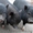 Поросята вьетнамской травоядной вислобрюхой свиньи - Изображение #6, Объявление #371667