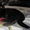 Чистокровный британский котенок в Брянске - Изображение #2, Объявление #367273