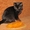 Чистокровный британский котенок в Брянске #367273