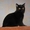 Чистокровный британский котенок в Брянске - Изображение #4, Объявление #367273