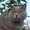 шотландский голубой плюшевый котик  ищет кошечку для вязки - Изображение #2, Объявление #440287