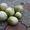 кубанские овощи.дайкон(сладкая белая редька ) и черная редька - Изображение #1, Объявление #822729
