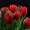 Тюльпаны оптом к 14 февраля и 8 марта - Изображение #2, Объявление #1020248