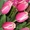 Тюльпаны оптом к 14 февраля и 8 марта - Изображение #4, Объявление #1020248