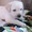 Палевый щенок лабрадора - Изображение #1, Объявление #1310524