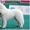 Кобель Пиренейской Горной Собаки для вязок - Изображение #3, Объявление #1510267
