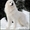 Кобель Пиренейской Горной Собаки для вязок - Изображение #4, Объявление #1510267
