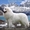 Кобель Пиренейской Горной Собаки для вязок - Изображение #5, Объявление #1510267