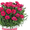 Тюльпаны и примула к 8 марта от производителя. - Изображение #4, Объявление #1594514