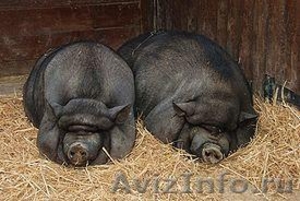 Поросята вьетнамской травоядной вислобрюхой свиньи - Изображение #10, Объявление #371667