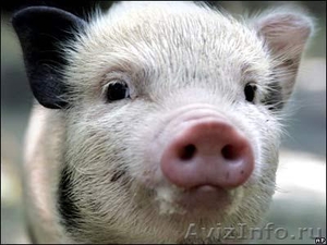 Поросята вьетнамской травоядной вислобрюхой свиньи - Изображение #7, Объявление #371667