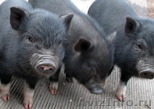 Поросята вьетнамской травоядной вислобрюхой свиньи - Изображение #6, Объявление #371667