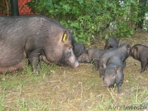 Поросята вьетнамской травоядной вислобрюхой свиньи - Изображение #9, Объявление #371667