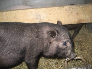 Поросята вьетнамской травоядной вислобрюхой свиньи - Изображение #5, Объявление #371667