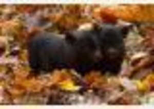 Поросята вьетнамской травоядной вислобрюхой свиньи - Изображение #3, Объявление #371667