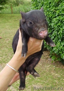 Поросята вьетнамской травоядной вислобрюхой свиньи - Изображение #1, Объявление #371667