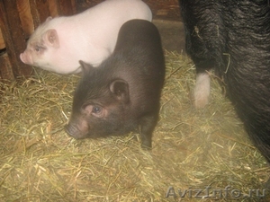 Поросята вьетнамской травоядной вислобрюхой свиньи - Изображение #8, Объявление #371667