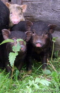 Поросята вьетнамской травоядной вислобрюхой свиньи - Изображение #4, Объявление #371667