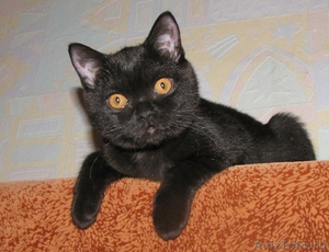Чистокровный британский котенок в Брянске - Изображение #3, Объявление #367273