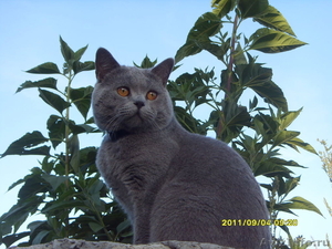 шотландский голубой плюшевый котик  ищет кошечку для вязки - Изображение #1, Объявление #440287