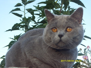 шотландский голубой плюшевый котик  ищет кошечку для вязки - Изображение #2, Объявление #440287