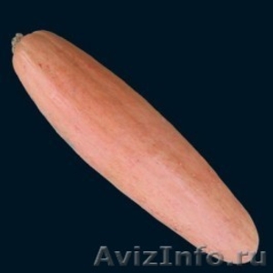 Семена американской тыквы Большой Розовый Банан  - Изображение #1, Объявление #621507