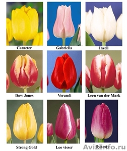 Тюльпаны оптом к 14 февраля и 8 марта - Изображение #1, Объявление #1020248