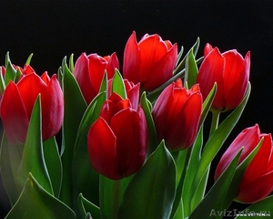 Тюльпаны оптом к 14 февраля и 8 марта - Изображение #2, Объявление #1020248