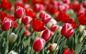 Тюльпаны оптом к 14 февраля и 8 марта - Изображение #3, Объявление #1020248