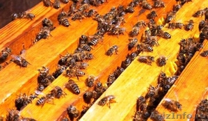 Пчелосемьи, среднерусской породы - Изображение #1, Объявление #1066704