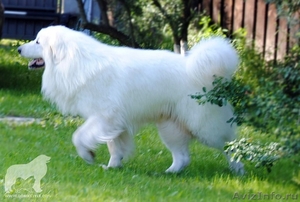 Кобель Пиренейской Горной Собаки для вязок - Изображение #2, Объявление #1510267