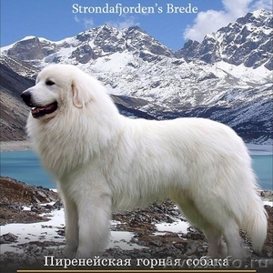 Кобель Пиренейской Горной Собаки для вязок - Изображение #5, Объявление #1510267